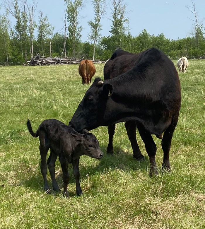 A cow and their calf.