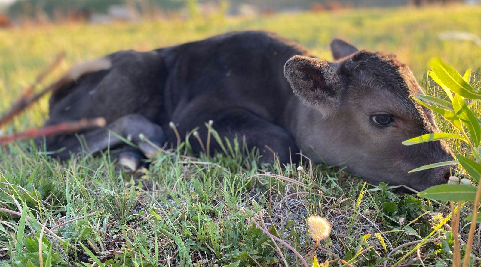 Riding Mountain Wagyu calf.